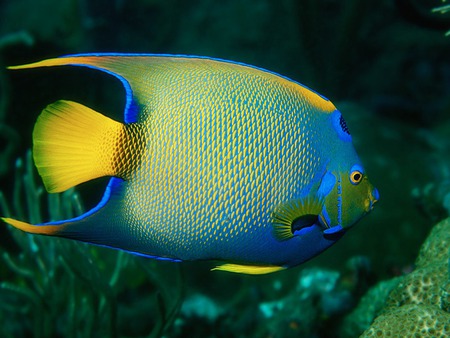 Reef Fish - close-up reef fish, coral reef, ocean