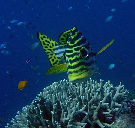 Fish Close-up - close-up reef fish, coral reef, ocean