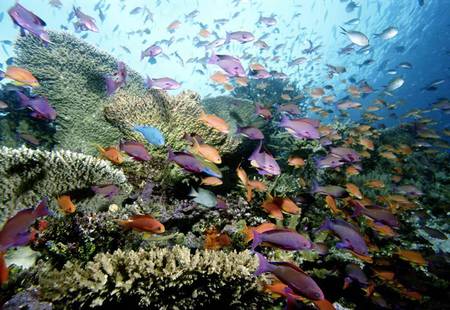 School of Fish - school of fish, coral reef, ocean