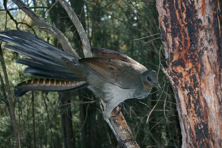 Lyrebird - lyrebird, australia, trees