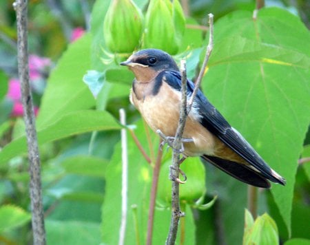 Swallow in the tree - bird, tree, swallow, garden