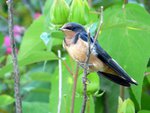 Swallow in the tree