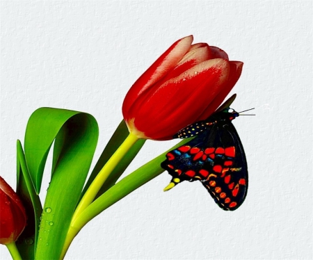 Butterfly Kisses - red, butterfly, bright, black, stem, tulip, colorful, green