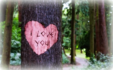 I Love You Carved in a Tree - tree, love, romance, heart