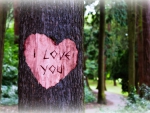 I Love You Carved in a Tree