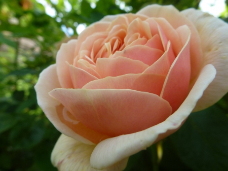 Amazing Rose - wonderful, amazing, rose, beauty, flower