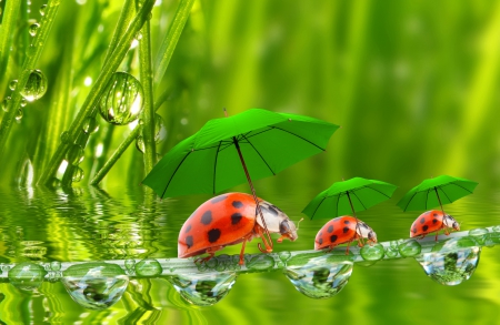 :) - umbrellas, water, splendor, green, lady bug, drops