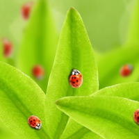 Lady Bugs