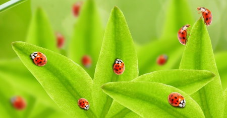 Lady Bugs - lady bugs, splendor, green, lady bug, grass