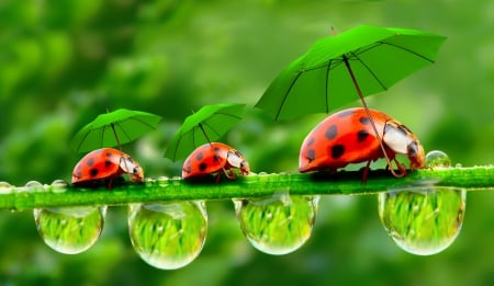 :) - ladybug, umbrellas, water, splendor, grass, drops, ladybugs