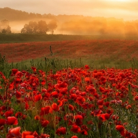 Poppies Field