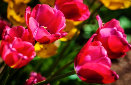 Garden flowers - pretty, summer, beautiful, freshness, flowers, tulips, nature, red, garden, park