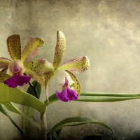 Orchids