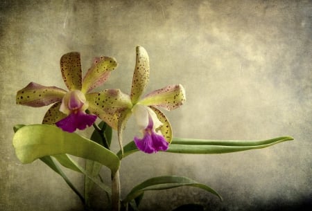 Orchids - flowers, orchids, orchid, flower