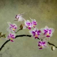 Orchids