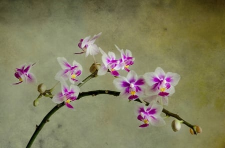 Orchids - orchids, flowers, flower, orchid