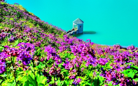 Fields of Purple flowers in Paradise Lake - water lake, pretty, purple flowers, beautiful, hills, green leaves, lake, lovely, splendor, fields, nature, paradise