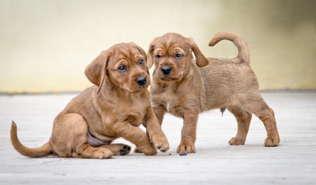 Dogs - pretty, puppys, beautiful, dog, lovely, sweet, animal, dogs, cute, puppy, animals