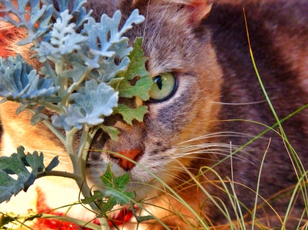 Cat - hat, pretty, cat face, beautiful, lovely, paws, cat, kitten, cute, cats, face, sleeping, animals, kitty