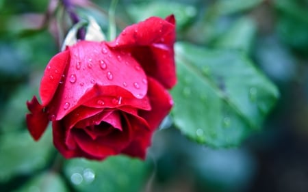 Red Rose - red, flower, red flower, rose, flowers, red roses, drops, red rose, nature, red flowers