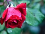 Red Rose