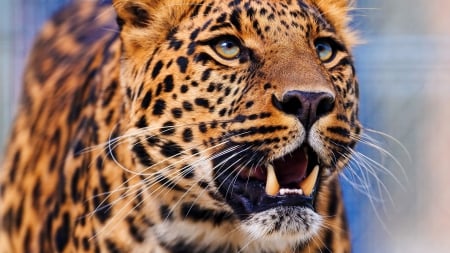 The Leopard - leopard, leopard cat, the jag, the jaguar, jaguar, big cat