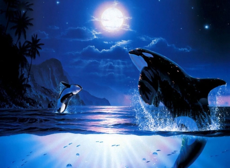 Frolicking Killer Whales - monnlight, art, two, blue, beautiful, killer whales, sea, frolicking