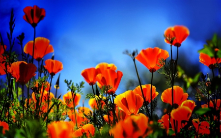 Poppies - blossoms, sky, plants, field, colors