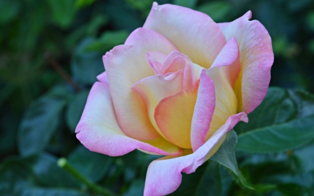 Rose - flower, rose, pink, yellow, green