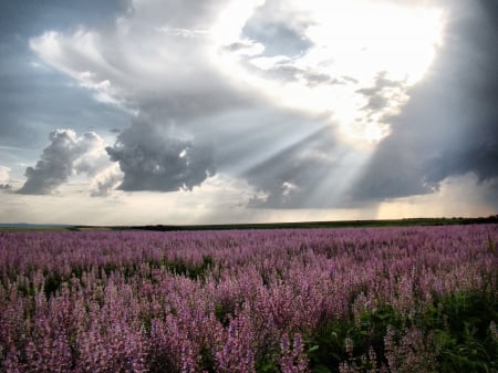 * Lavender * - flowers, lavender, nture, flower