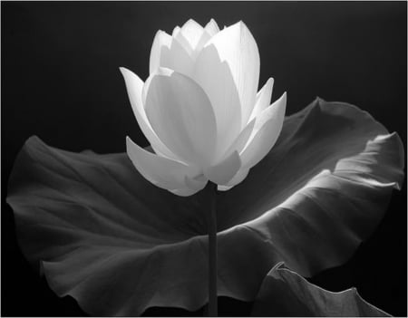 ~ Lotus Flower ~ - lotus, greyscale, flower, petals