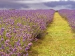 * Lavender field *