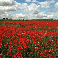 * Poppy field *