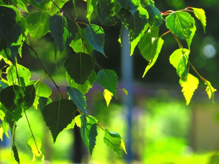 Birch - birch, green, summer, tree