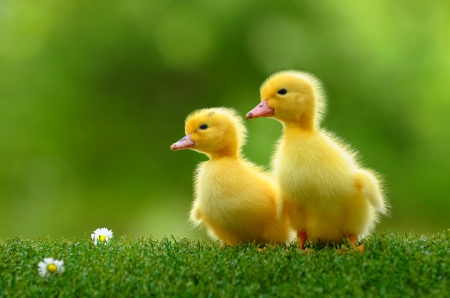 MOMMY..MOMMY...WHERE ARE YOU?? - duo, ducklings, field, cute