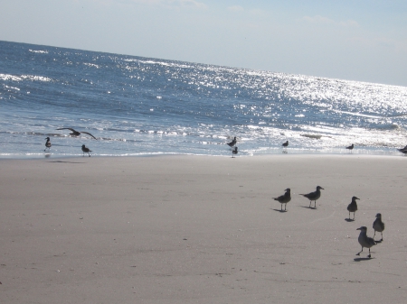 Birds on Beach - birds, oceans, seagulls, beach