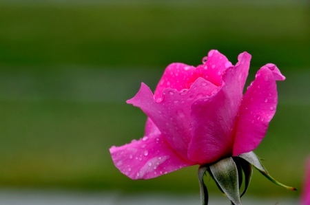 PINK ROSE - nature, single, rose, pink