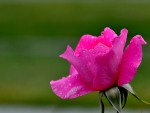 PINK ROSE