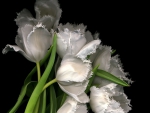 White Tulip