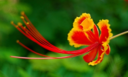 Exotic Flower - srange, red, flower, yellow