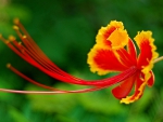 Exotic Flower