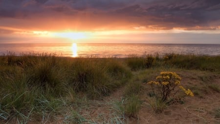 magnificent sunset on a lovely seashore - horizon, flowers, shore, sunset, grass, sea, dunes