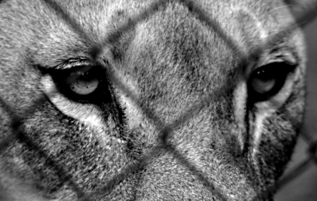 Caged - for, longing, looks, lion