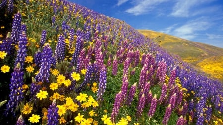 beautiful wildflowers on hillside in spring - flowers, slopes, hills, spring, colors