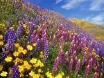 beautiful wildflowers on hillside in spring