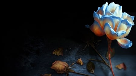 Blue Rose - leaf, rose, petal, blue