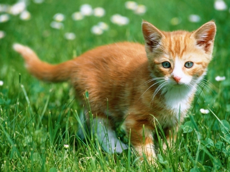 Orange kitten - flowers, field, white, filled