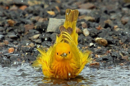 Yellow Bird Bath - bird, water, yellow, bath, wet, colorful, animal, nature, splash, feathers