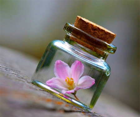 Captive - bottle, cork, small, trapped, flower, pink, glass