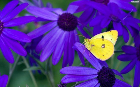 Yellow On Purple - flower, purple, yellow, garden, wings, bright, butterfly, small, colorful